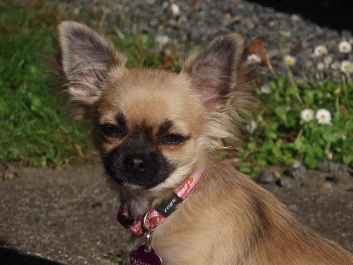 Chihuahua Roxana  - Smukke Roxana billede 1