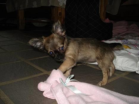 Chihuahua Roxana  - Laver bøllestreger :) billede 2