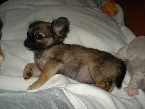 Chihuahua Roxana  - Afslapning :) billede 3