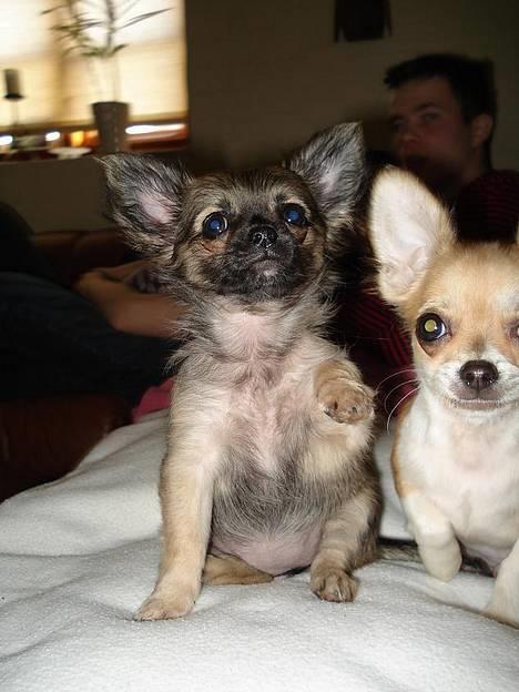 Chihuahua Roxana  - Bølletøsen :) billede 4