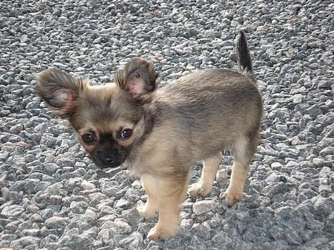 Chihuahua Roxana  - På udflugt i indkørslen.. billede 5
