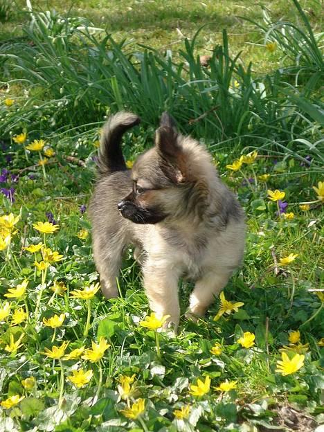 Chihuahua Roxana  - Spejder ud over haven :) billede 6