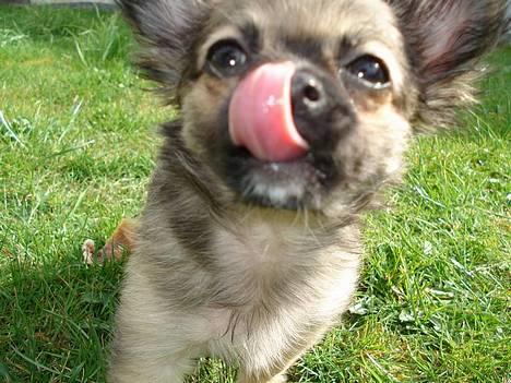 Chihuahua Roxana  - Rækker tunge ;) billede 7