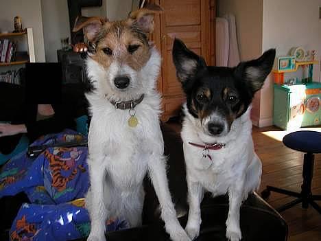 Dansk svensk gaardhund Molly - Bella og Molly (Bella er Mollys niece.. Hende ejer vi også.. Hun får snart en profil :p) billede 10