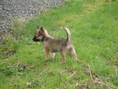 Chihuahua Roxana  - I haven.. billede 8