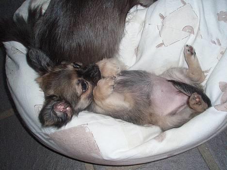 Chihuahua Roxana  - Putter med Bluebell :) billede 9