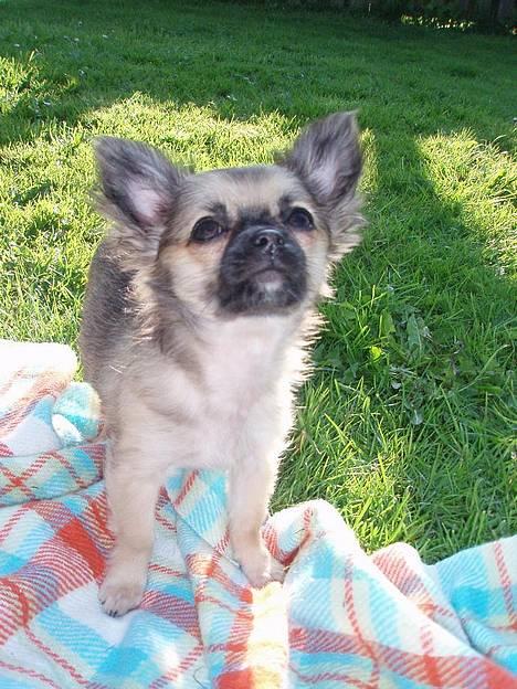 Chihuahua Roxana  - Søde Roxie :) billede 10