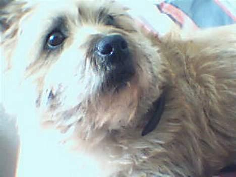 Cairn terrier Cleo - d. 26/3-07  billede 5