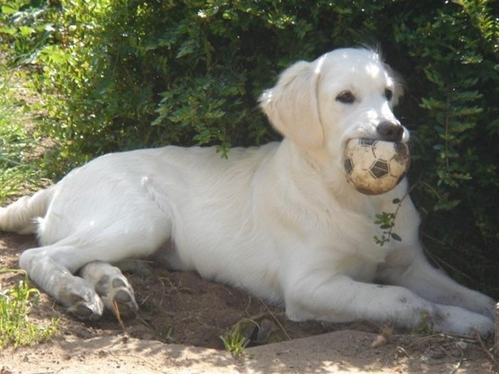 Golden retriever Alfa(Alpha) - 30.4.07 billede 15