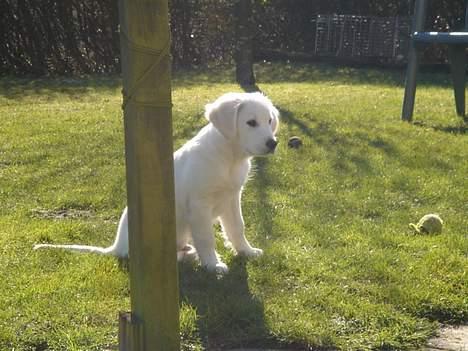 Golden retriever Alfa(Alpha) - 21.3.07 billede 16