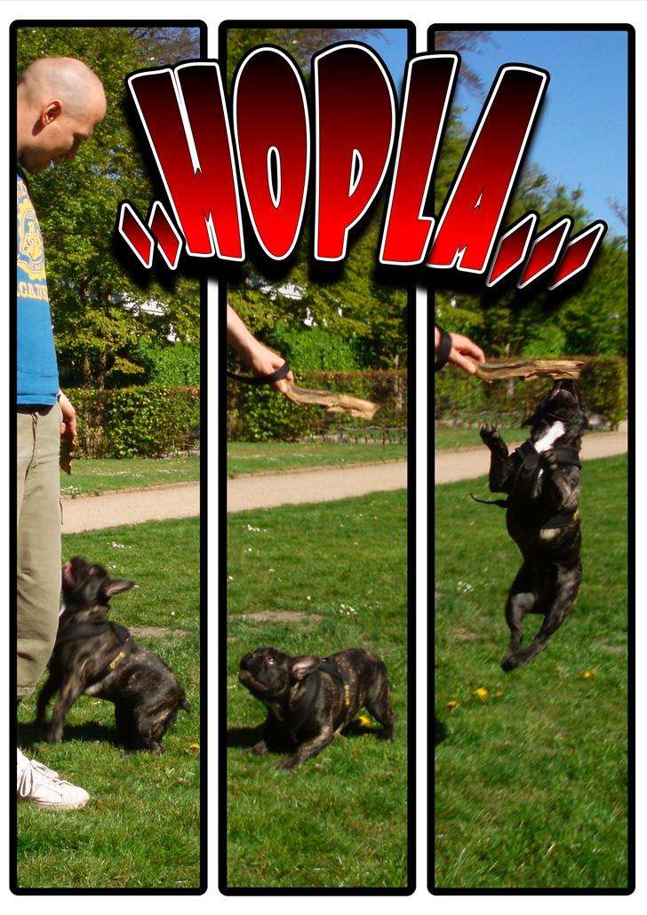 Fransk bulldog Lola -  :-) HOPLA......!!!!!! billede 17