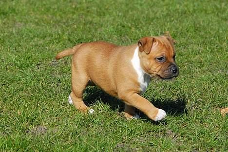 Staffordshire bull terrier ENVY - så kom vi på græs for første gang. mødte en masse mennesker og fik leget.  billede 6