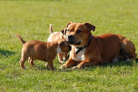 Staffordshire bull terrier ENVY - står lige og beundrer min halvbror ninja som lige er blevet dansk champion billede 7
