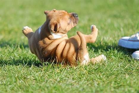 Staffordshire bull terrier ENVY - måske jeg ku overtage abens rolle i rynkeby reklamerne??? billede 8