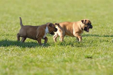 Staffordshire bull terrier ENVY billede 9