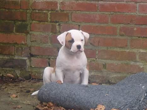 Amerikansk bulldog  bully... Kenzo... billede 1