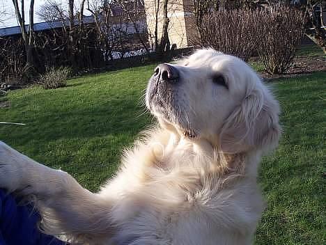 Golden retriever Shaggie billede 7