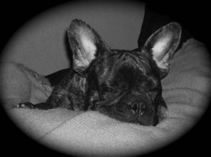 Fransk bulldog Lola - hey smukke... billede 18