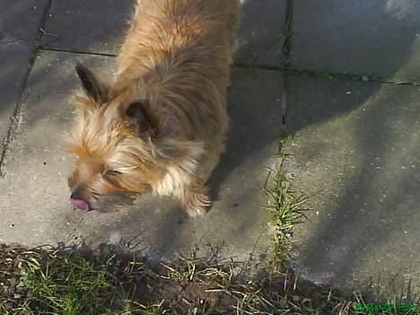 Cairn terrier kiki - Læg mærke til min tunge. billede 2