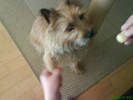 Cairn terrier kiki - jeg er dygtig så jeg får en godbid mmm billede 3