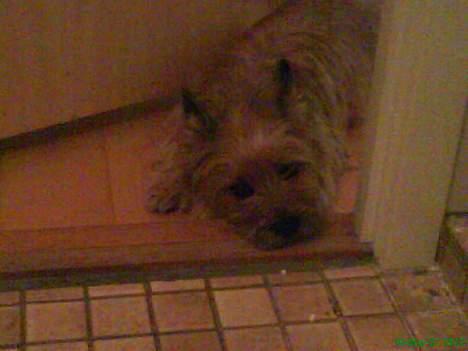 Cairn terrier kiki - er lidt træt. billede 4