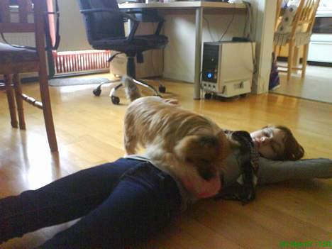 Cairn terrier kiki - elsker at ligge på hendes mave og lege med min bold. billede 5