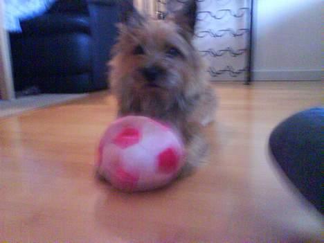 Cairn terrier kiki - ligger lige lidt med min bold billede 6