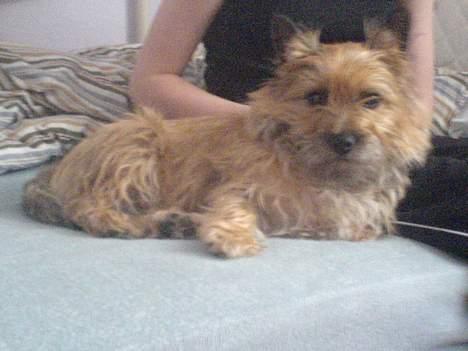 Cairn terrier kiki - slapper lige lidt af. billede 7