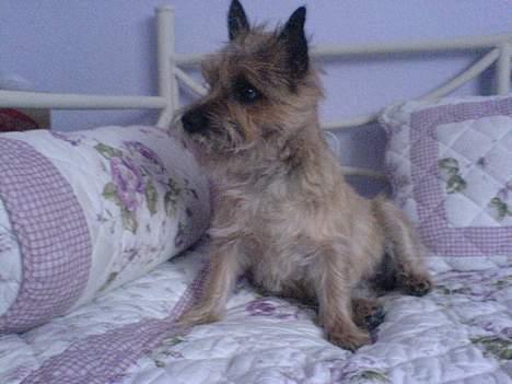 Cairn terrier kiki - skal lige se hvad der sker.. billede 8