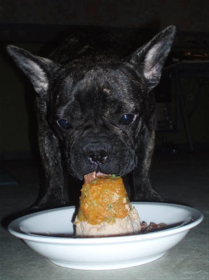 Fransk bulldog Lola - lolas første fødselsdag... hun nyder sin "fødselsdagskage"  bestående af en bund af tunmusse, gullerodscreme, med en garniture af frolik..:-D.... jummmyyyyyy.... billede 19