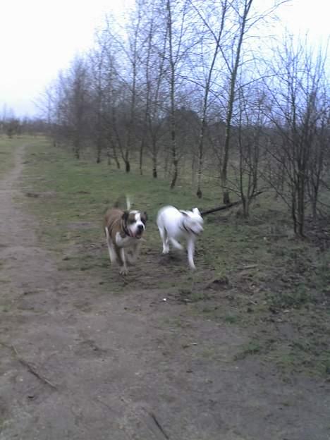Amerikansk bulldog Samson - Så har samson fået en kone... billede 13