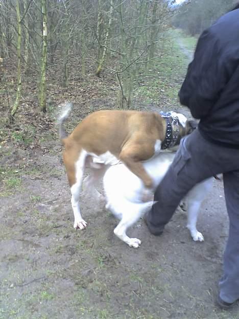 Amerikansk bulldog Samson - Der trænes... billede 14