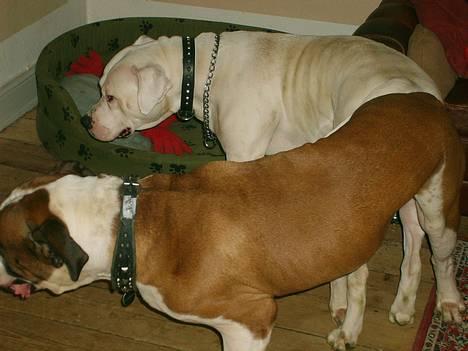 Amerikansk bulldog Samson - Den er vidst go nok... billede 15