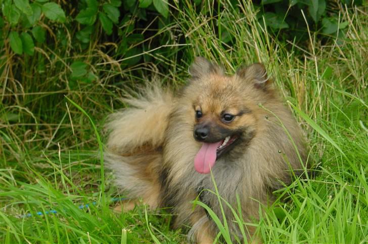 Pomeranian Tyson, Sov godt Skat <3 R.I.P billede 6