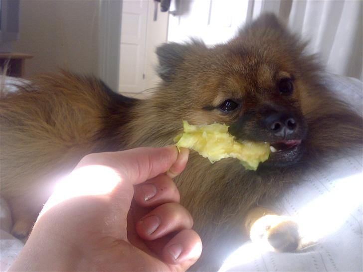 Pomeranian Tyson, Sov godt Skat <3 R.I.P billede 7