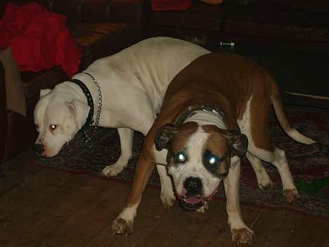 Amerikansk bulldog Samson - hænger stadig sammen billede 16