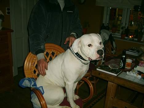 Amerikansk bulldog Samson - Perle er så flot!!! billede 17