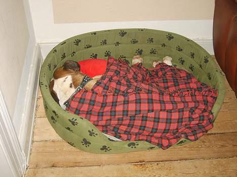 Amerikansk bulldog Samson - Det er meget hårdt at lave babyer billede 18