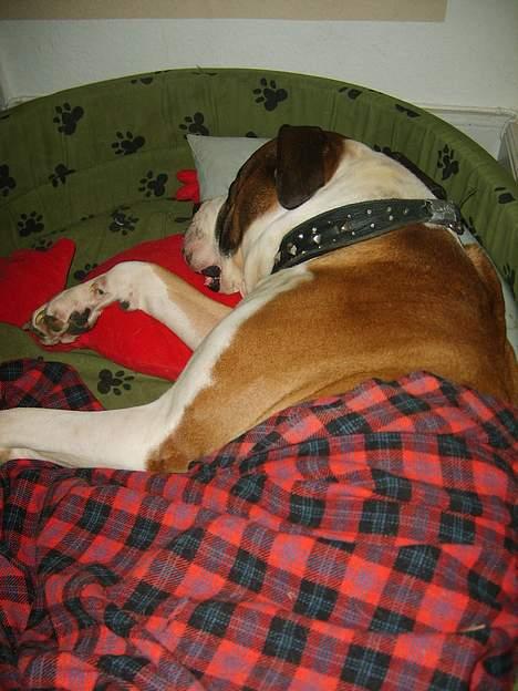 Amerikansk bulldog Samson - Skal puttes bagefter... *hihi* billede 19