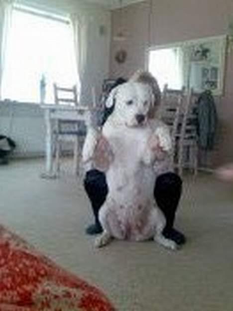 Amerikansk bulldog Samson - En måned efter... -Jo den er vidst go nok... :D billede 20