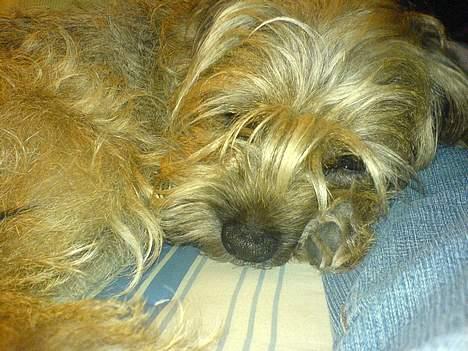 Border terrier Sofus billede 13