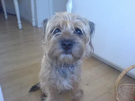 Border terrier Sofus billede 14