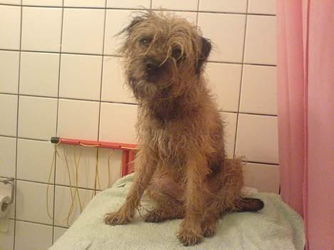 Border terrier Sofus billede 15