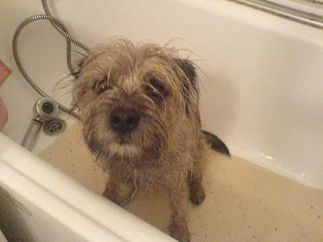 Border terrier Sofus billede 16