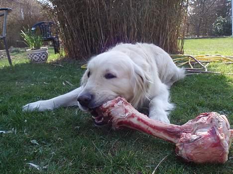 Golden retriever Shaggie - mmh.. Lækkert ben d: billede 8