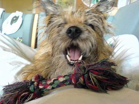 Cairn terrier kiki - ser jeg ik bare fræk ud. billede 9