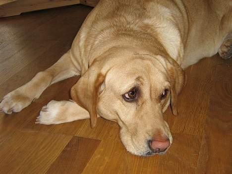 Labrador retriever Molly billede 5