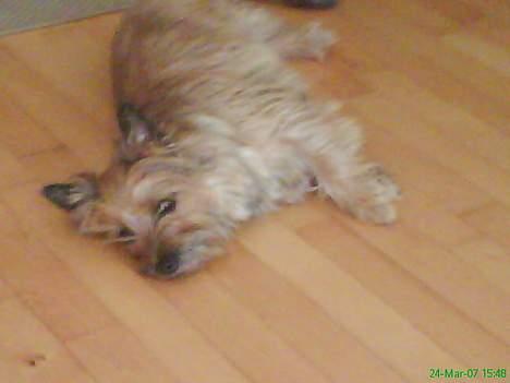 Cairn terrier kiki - faldt lige om på gulvet er så træt billede 11
