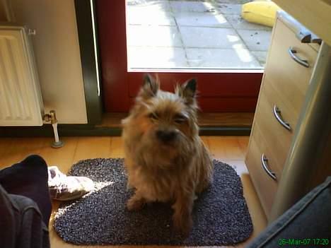 Cairn terrier kiki - sidder lige og venter at de lukker mig ud i haven billede 12