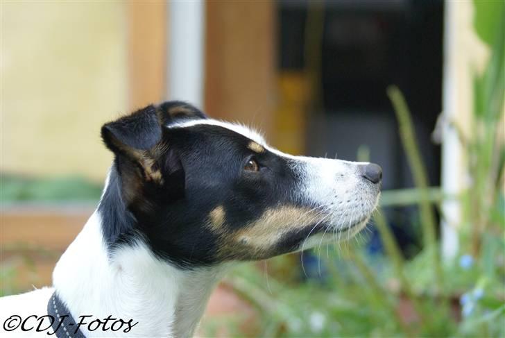 Dansk svensk gaardhund Luca - Tigge kan han også :P billede 2